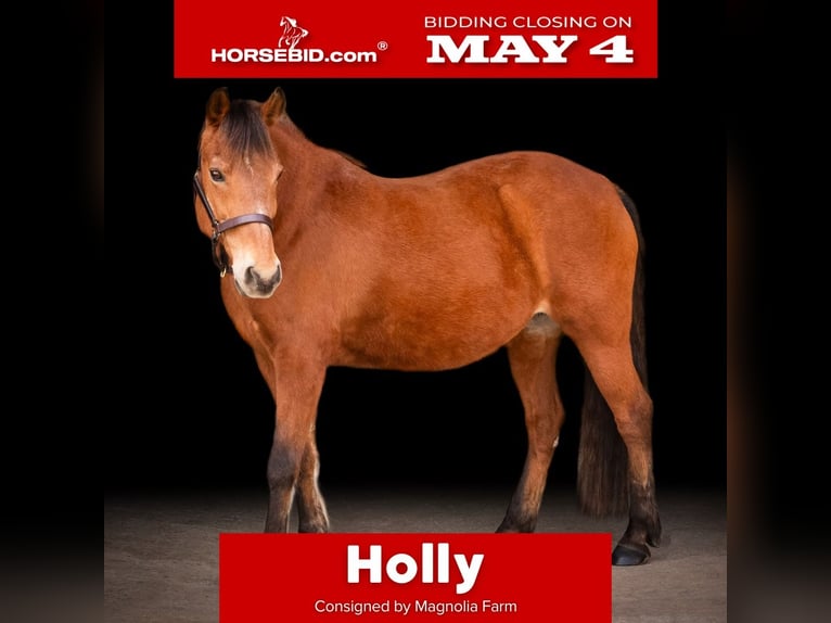 Quarter Pony Mare 14 years Bay in Guyton