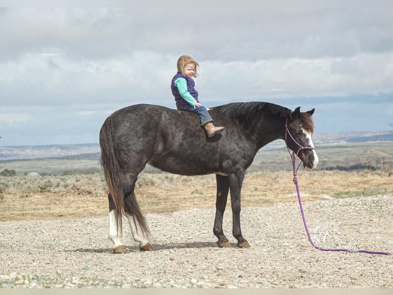Quarter Pony Mare 14 years Roan-Blue in Cody, WY