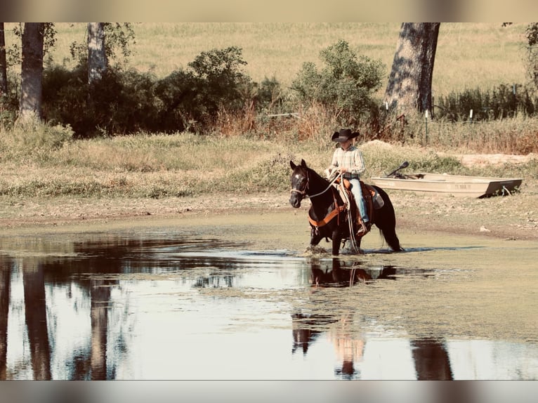 Quarter Pony Mare 15 years 13,3 hh Black in Carthage