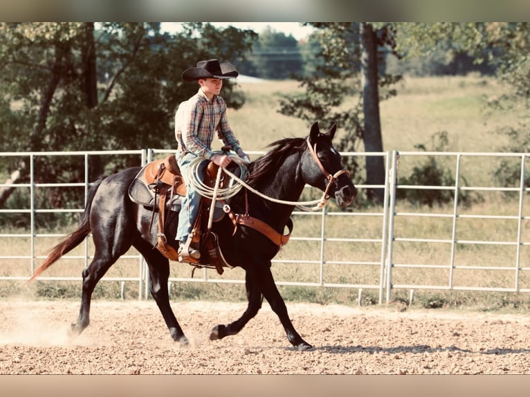 Quarter Pony Mare 15 years 13,3 hh Black in Carthage