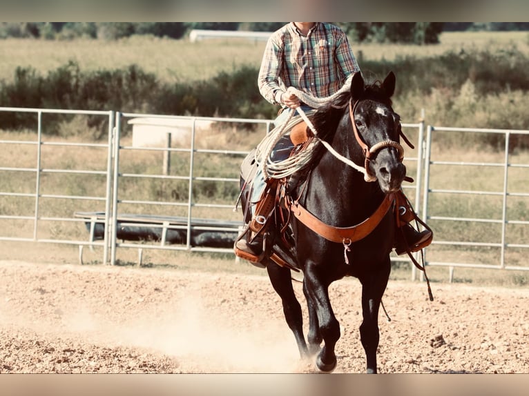 Quarter Pony Mare 15 years 13,3 hh Black in Carthage