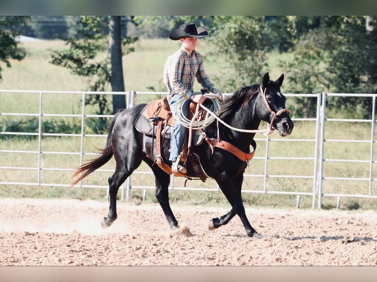 Quarter Pony Mare 15 years 13,3 hh Black in Carthage