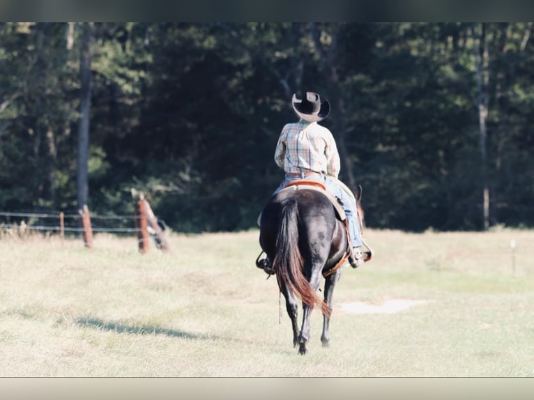 Quarter Pony Mare 16 years 13,3 hh Black in Carthage