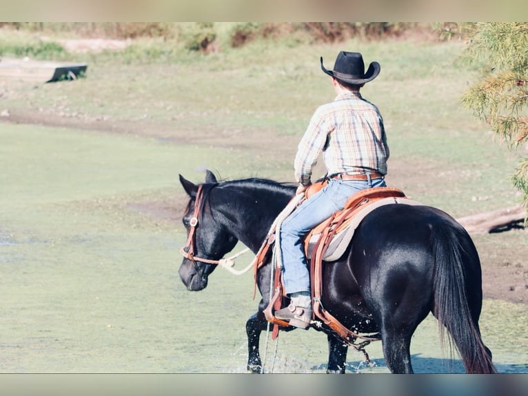 Quarter Pony Mare 16 years 13,3 hh Black in Carthage