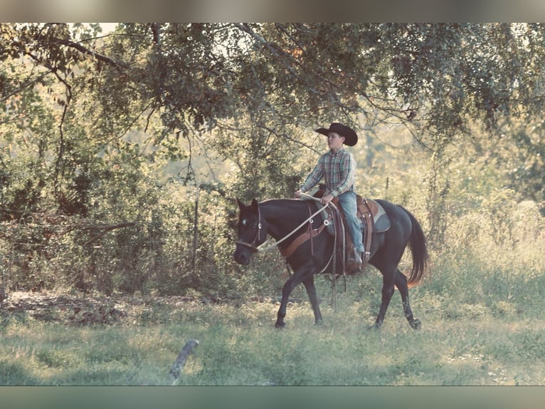 Quarter Pony Mare 16 years 13,3 hh Black in Carthage