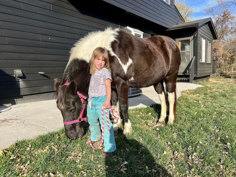 Quarter Pony Mix Mare 16 years 13,3 hh in Valley Springs, SD