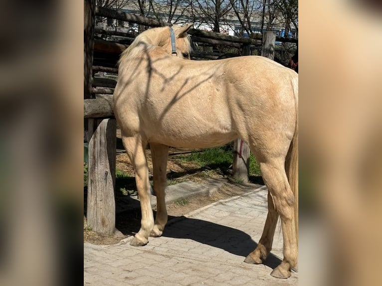 Quarter Pony Mare 16 years 14 hh Palomino in Wien