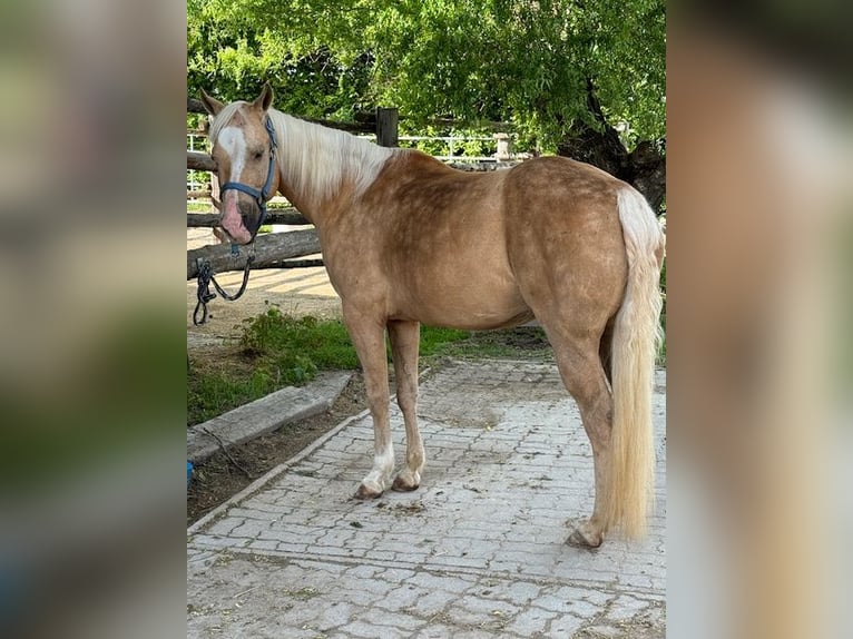 Quarter Pony Mare 16 years 14 hh Palomino in Wien