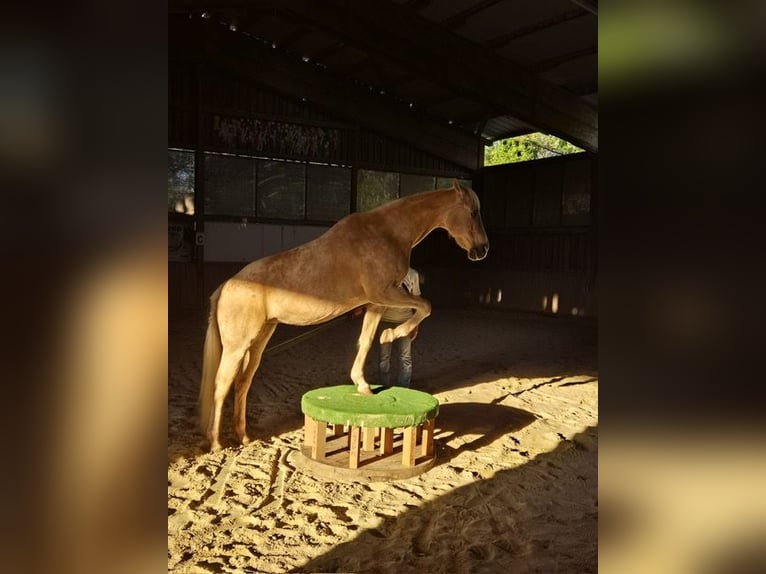 Quarter Pony Mare 16 years 14 hh Palomino in Wien