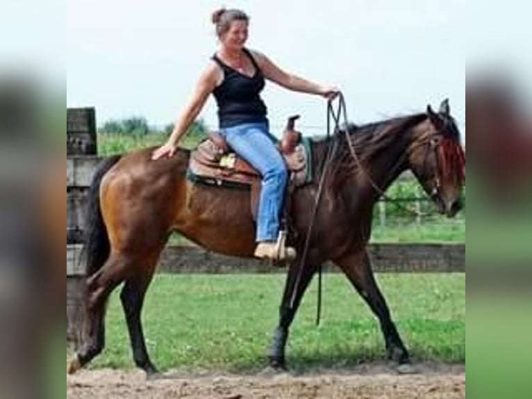 Quarter Pony Mare 16 years 15 hh Bay-Dark in Montfort