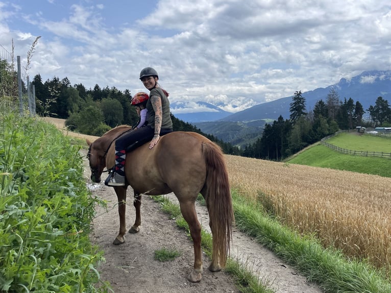 Quarter Pony Mix Mare 17 years 14 hh Chestnut-Red in Schwaz