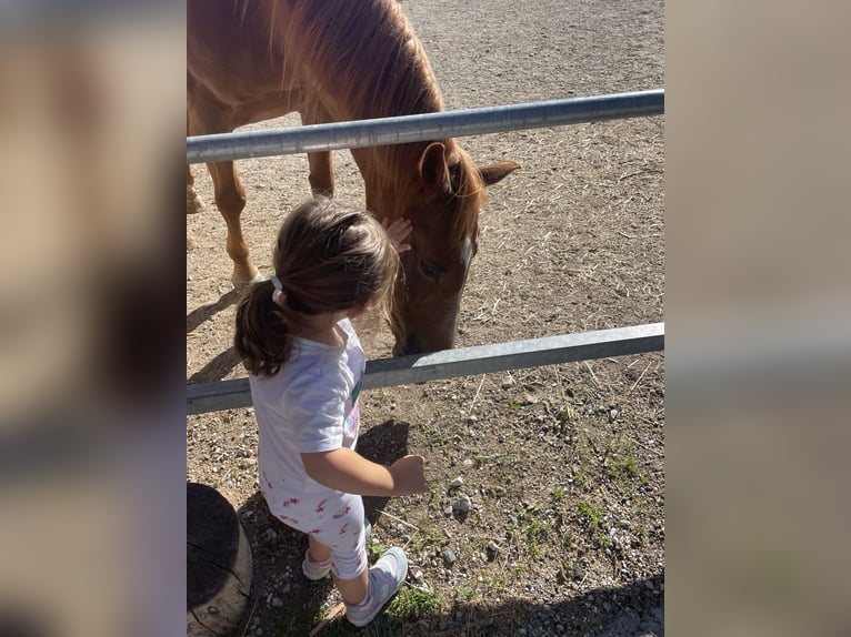 Quarter Pony Mix Mare 17 years 14 hh Chestnut-Red in Schwaz