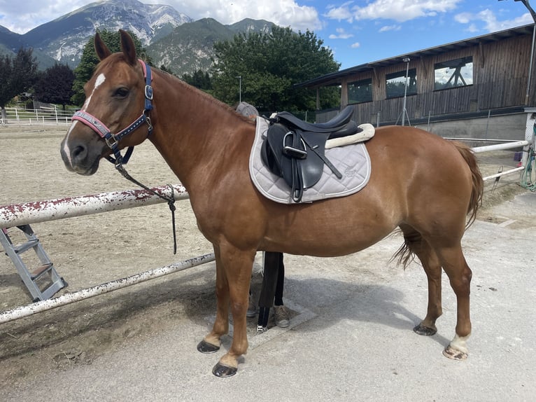 Quarter Pony Mix Mare 17 years 14 hh Chestnut-Red in Schwaz