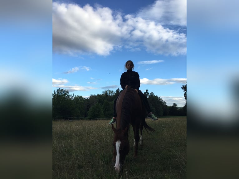 Quarter Pony Mare 18 years 14,2 hh Chestnut-Red in Bamberg