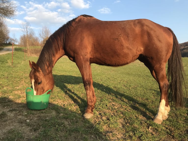 Quarter Pony Mare 18 years 14,2 hh Chestnut-Red in Bamberg