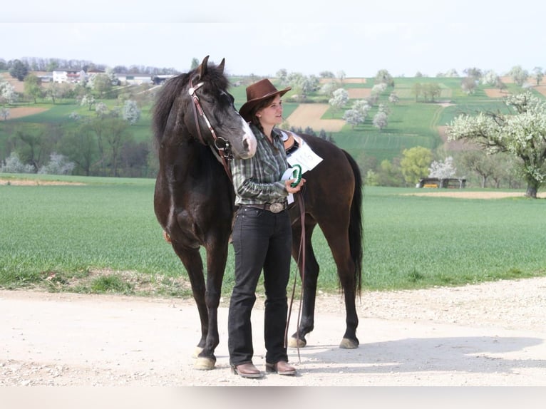 Quarter Pony Mix Mare 19 years 13.2 hh Smoky-Black in Königs Wusterhausen