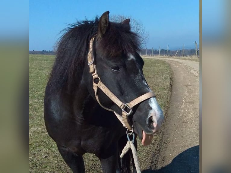 Quarter Pony Mix Mare 19 years 13.2 hh Smoky-Black in Königs Wusterhausen