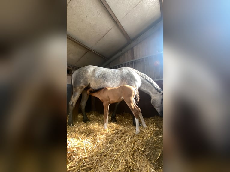 Quarter Pony Mix Mare 1 year 10,2 hh Brown-Light in Deil