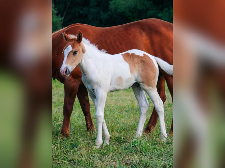 Quarter Pony Mare 1 year 13,1 hh Pinto in Hüttenrode