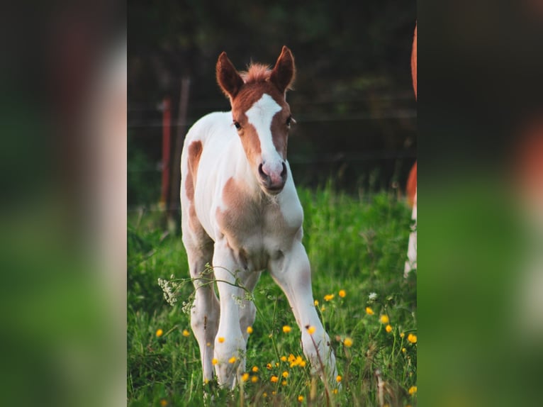 Quarter Pony Mare 1 year 13,1 hh Pinto in Hüttenrode