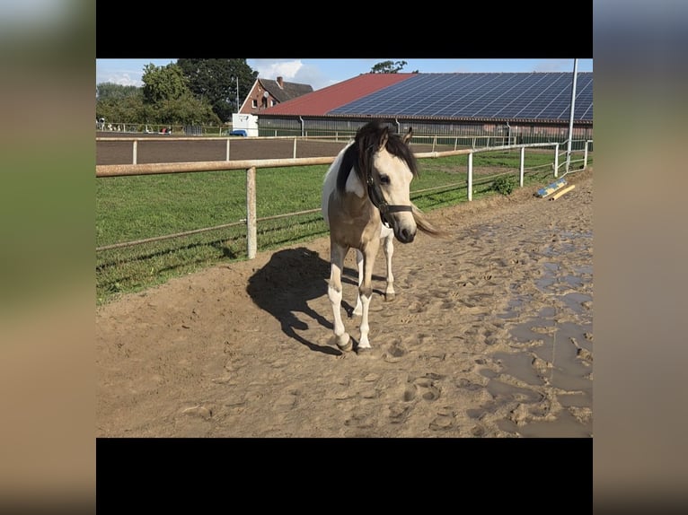 Quarter Pony Mare 1 year 13.2 hh Tobiano-all-colors in Oberlangen