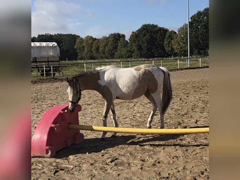 Quarter Pony Mare 1 year 13.2 hh Tobiano-all-colors in Oberlangen