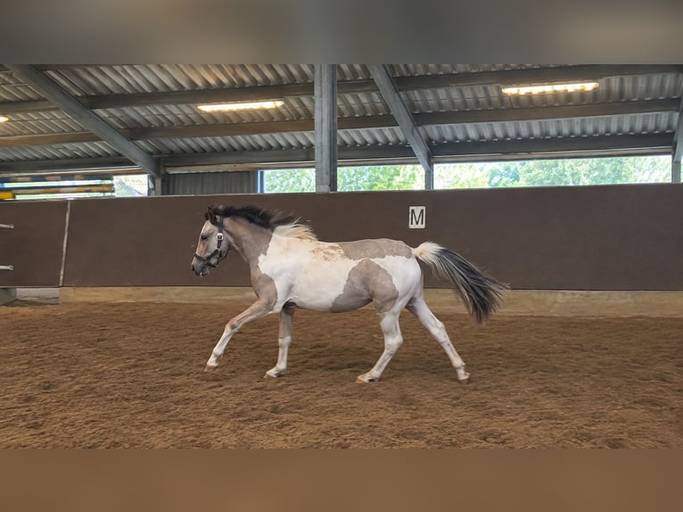 Quarter Pony Mare 1 year 13.2 hh Tobiano-all-colors in Oberlangen