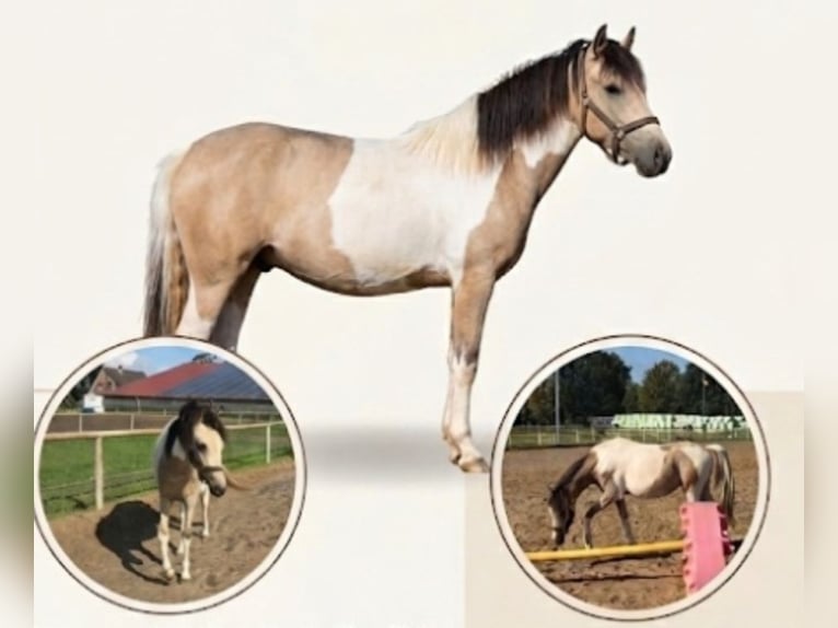 Quarter Pony Mare 1 year 13.2 hh Tobiano-all-colors in Oberlangen