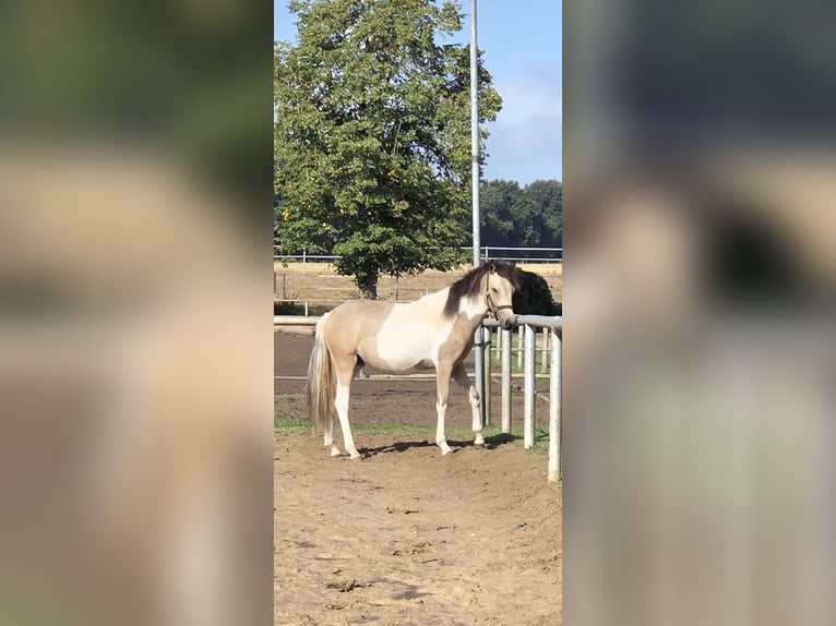 Quarter Pony Mare 1 year 13.2 hh Tobiano-all-colors in Oberlangen