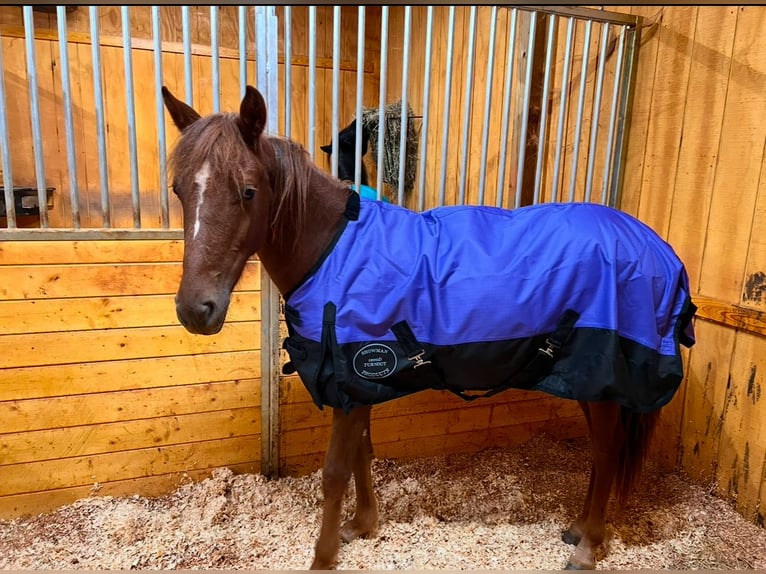 Quarter Pony Mare 1 year 13 hh Chestnut in Maiden