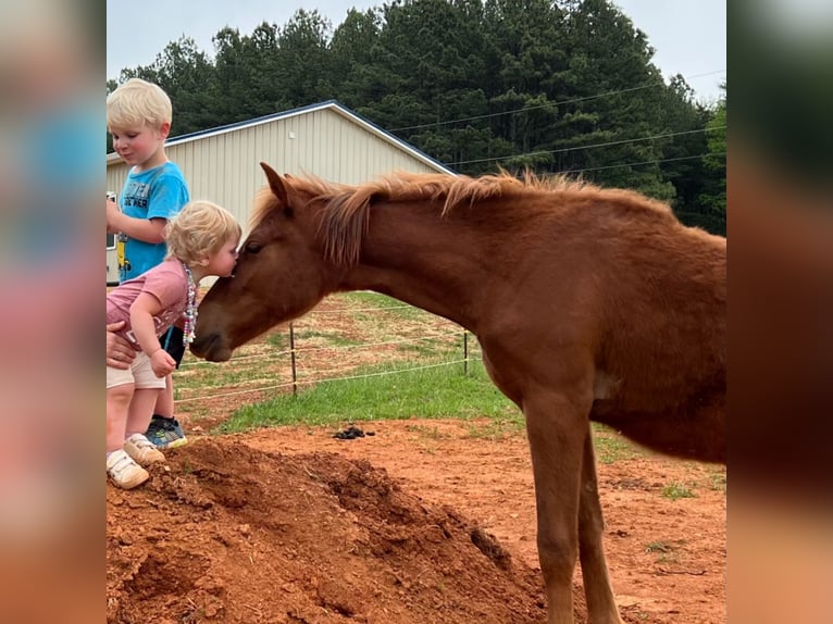 Quarter Pony Mare 1 year 13 hh Chestnut in Maiden