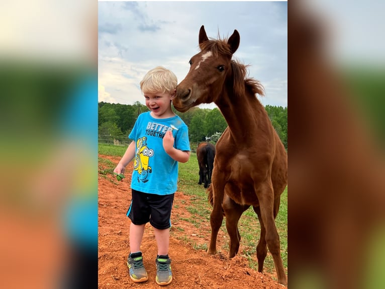 Quarter Pony Mare 1 year 13 hh Chestnut in Maiden