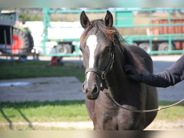 Quarter Pony Mix Mare 1 year 14,2 hh Black in Buchen (Odenwald)