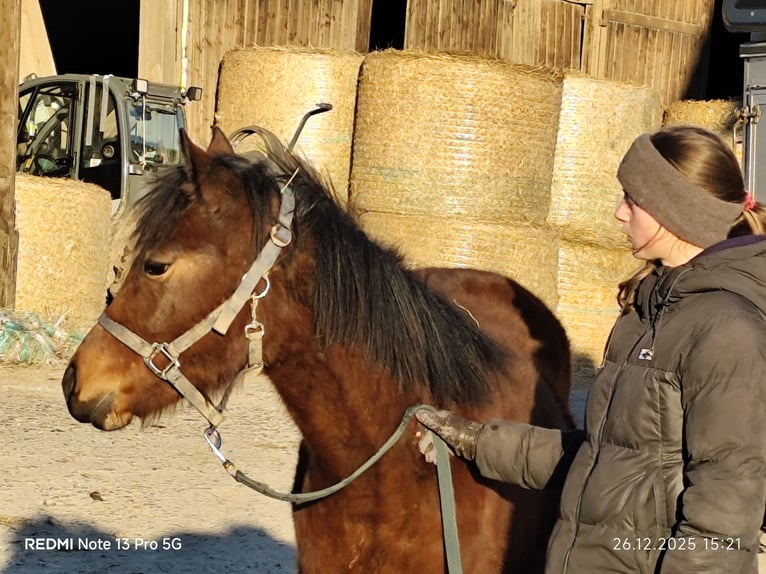 Quarter Pony Mix Mare 1 year 14,2 hh Brown in Buchen (Odenwald)