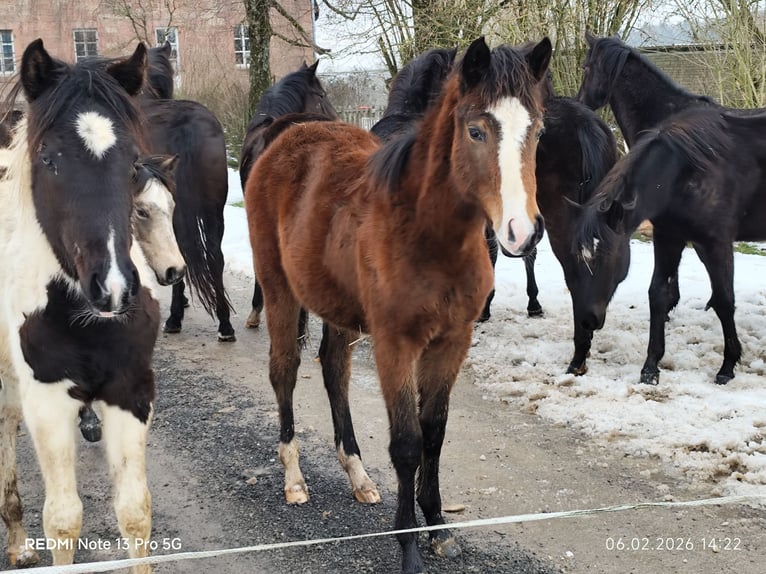 Quarter Pony Mix Mare 1 year 14,2 hh Brown in Buchen (Odenwald)