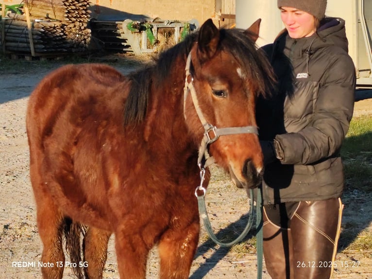 Quarter Pony Mix Mare 1 year 14,2 hh Brown in Buchen (Odenwald)
