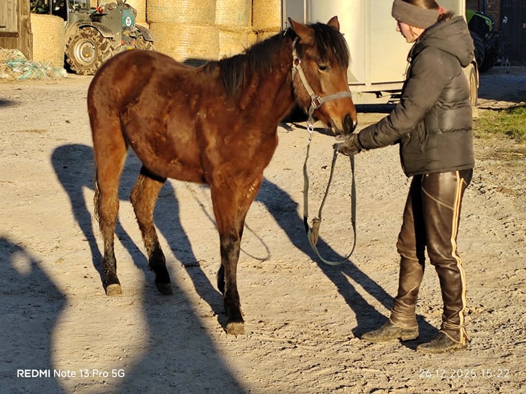 Quarter Pony Mix Mare 1 year 14,2 hh Brown in Buchen (Odenwald)