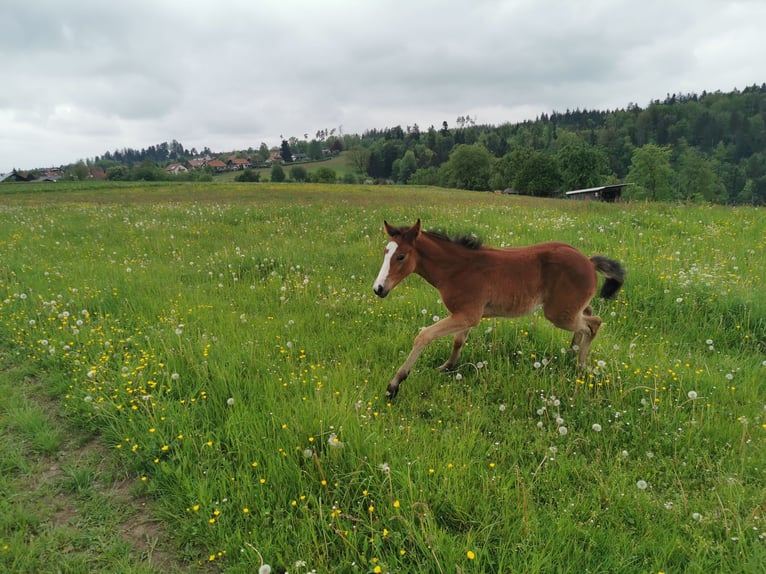 Quarter Pony Mare 1 year 14,2 hh Brown in Fichtenberg