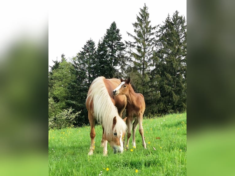 Quarter Pony Mare 1 year 14,2 hh Brown in Fichtenberg