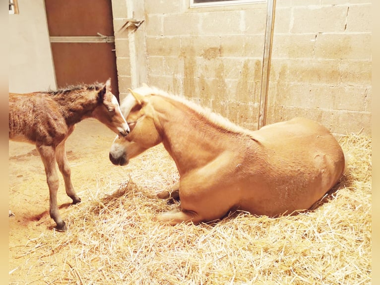Quarter Pony Mare 1 year 14,2 hh Brown in Fichtenberg