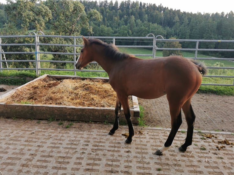 Quarter Pony Mare 1 year 14,2 hh Brown in Fichtenberg