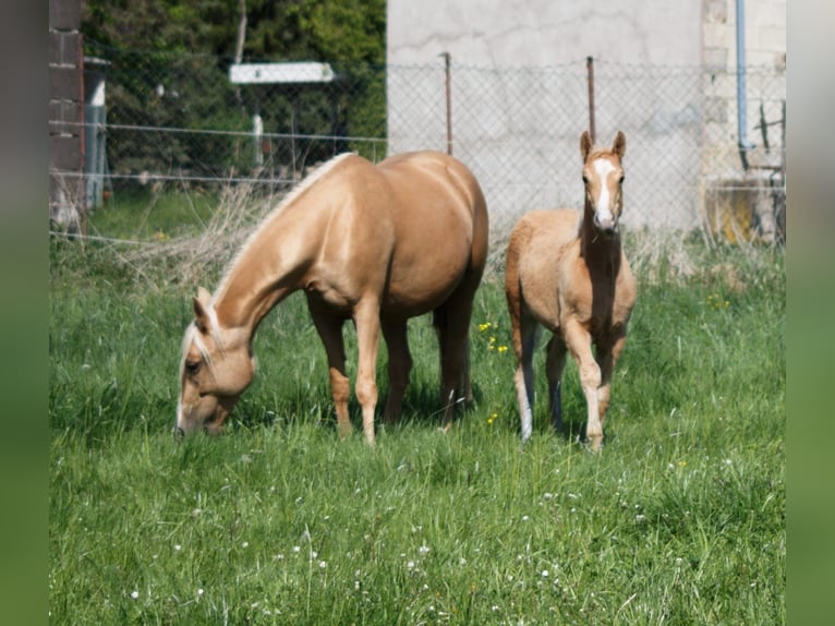 Quarter Pony Mix Mare 1 year Palomino in Sulzbach-Rosenberg