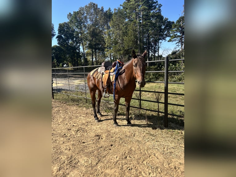 Quarter Pony Mare 24 years Bay-Dark in Oxford,Ar
