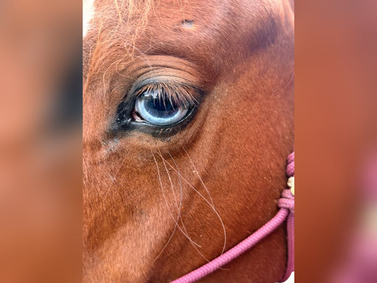 Quarter Pony Mix Mare 2 years 14.1 hh Chestnut-Red in Pritzwalk