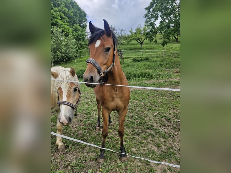 Quarter Pony Mix Mare 2 years 14.2 hh Brown in Vasoldsberg