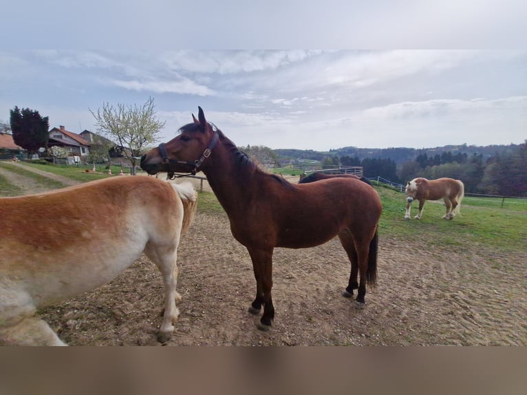 Quarter Pony Mix Mare 2 years 14.2 hh Brown in Vasoldsberg