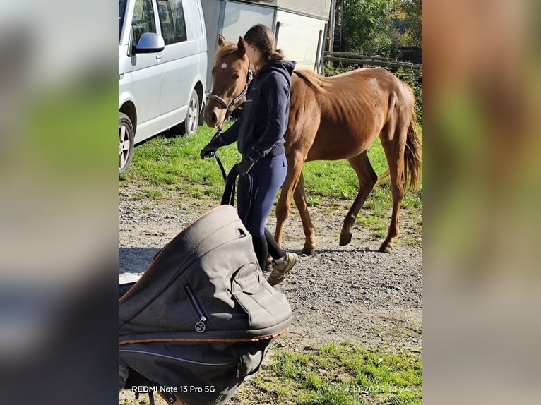 Quarter Pony Mix Mare 2 years 14.2 hh Chestnut-Red in Buchen (Odenwald)