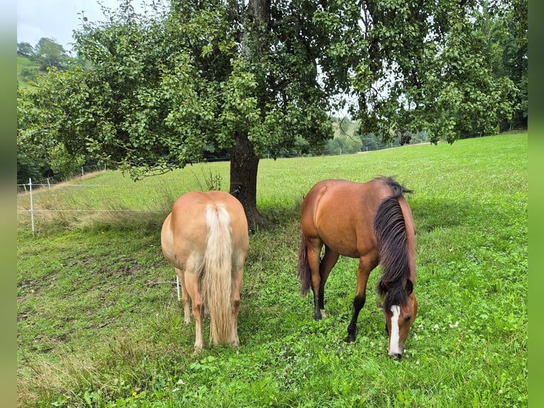 Quarter Pony Mare 2 years 14,2 hh Brown in Fichtenberg