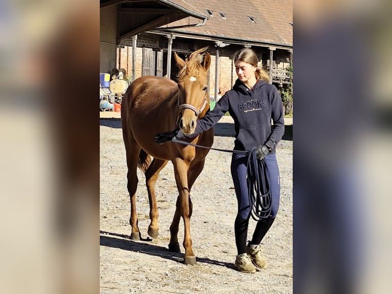 Quarter Pony Mix Mare 2 years 14,2 hh Chestnut-Red in Buchen (Odenwald)