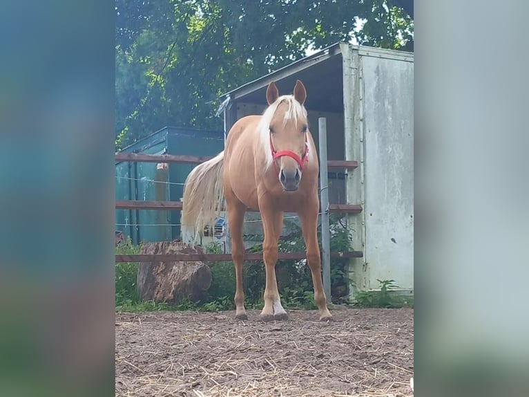 Quarter Pony Mare 2 years 15.1 hh Palomino in Sögel